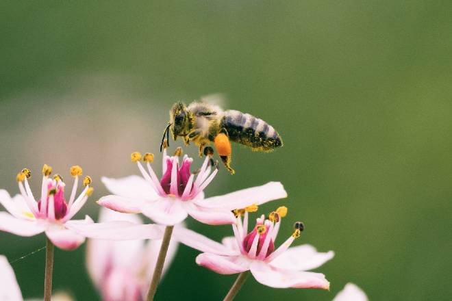 bee-on-flower