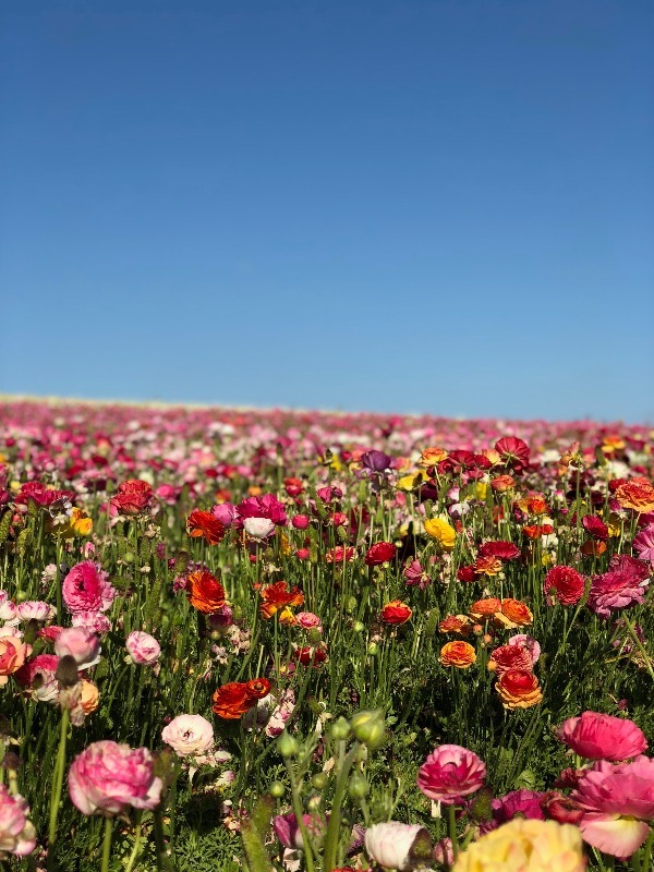 flower-field