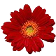 horogerbera