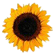 horosunflower