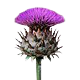 horothistle