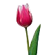 horotulip