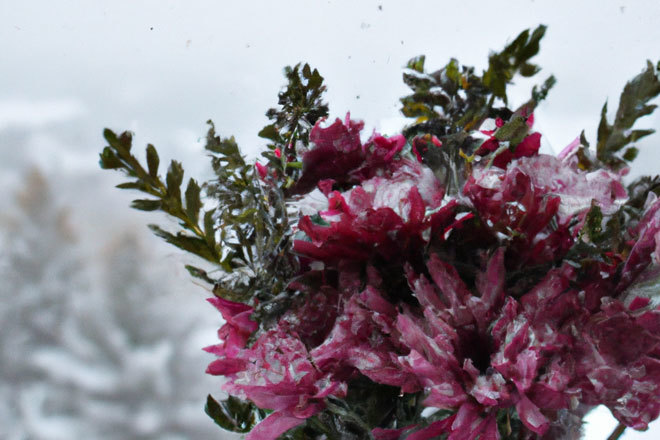 january-flowers