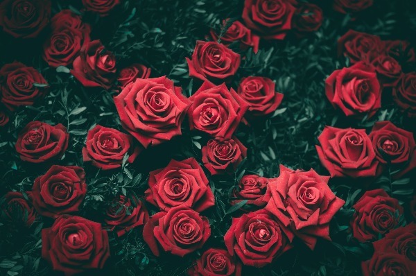 valentines-flowers
