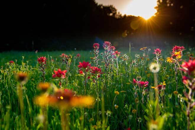 wild-flowers