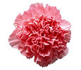 Carnations