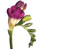 Freesias image