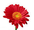 Gerberas image