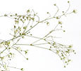 Gypsophila image