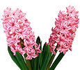 Hyacinth image