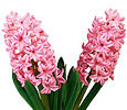 Hyacinth