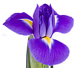 Iris image