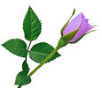 Lilac Roses image