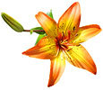 Lilies image