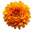 Orange Flowers image