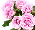Pink Roses image