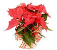 Poinsettia image