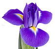 Purple Flowers image