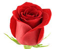 Red Roses image