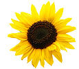 Sunflowers image