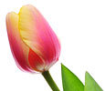 Tulips image