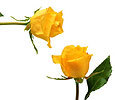 Yellow Roses